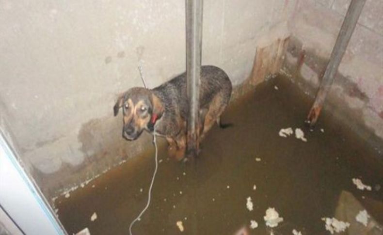 Asansör boşluğundaki köpeği itfaiye kurtardı