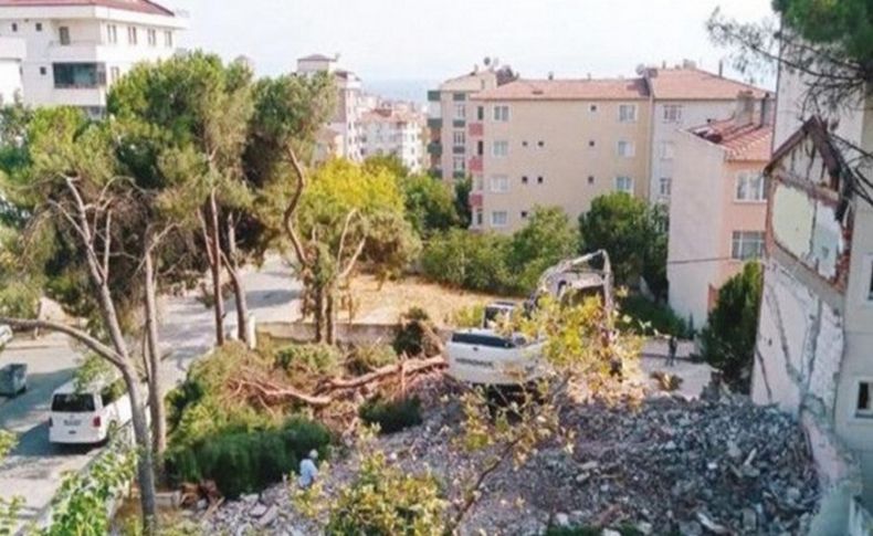 Asırlık ağaçları kesip 'cezası neyse öderiz' dediler