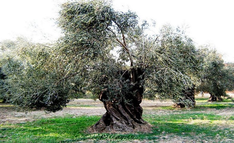 Asırlık zeytin ağaçlarını mobilyaya dönüştürüyorlar