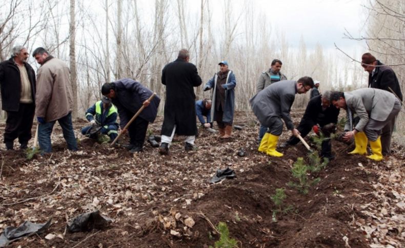 AÜ'ye bin çam, 500 huş ağacı dikti