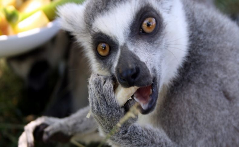 Ayılar karpuz, lemurlar meyve salatası ile serinliyor