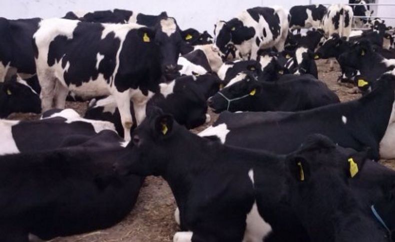 Bafra'da damızlık hayvan dağıtımı yapıldı