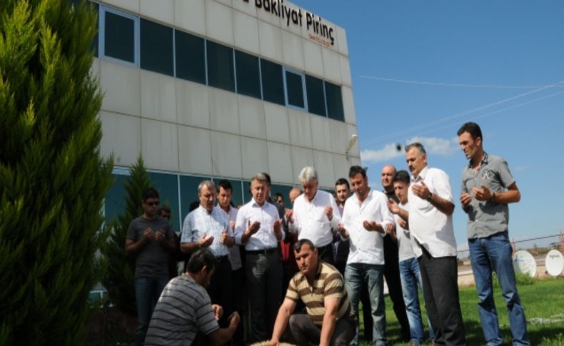 Bafra'da pirinç sezonu dualarla açıldı
