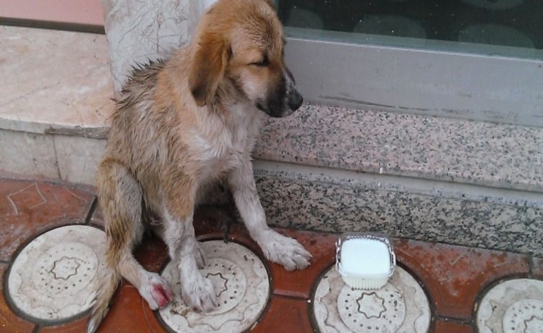 Bafra’da sokak hayvanlarını esnaf besliyor