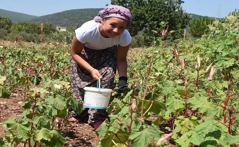 Bamya altın gibi