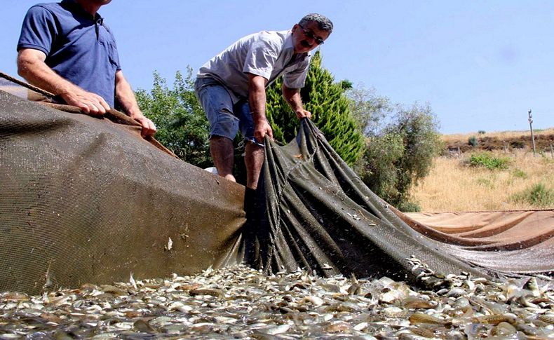 Baraj ve göletlere 1,5 milyon yavru balık bırakıldı