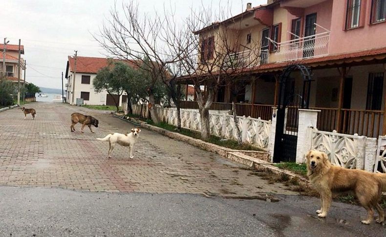 Barınak kapatıldı, köpekler başıboş kaldı