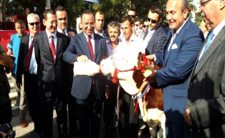 Başbakan Yardımcısı Bekir Bozdağ, biberonla buzağı besledi