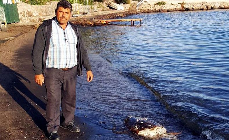 Başı kopmuş caretta caretta bulundu