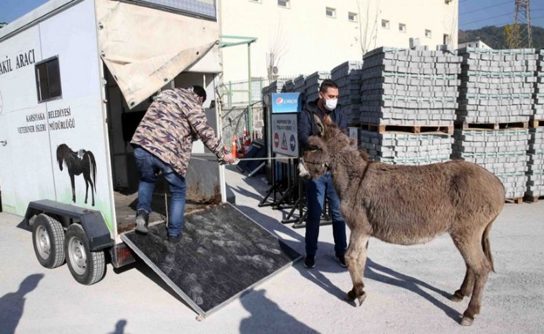 Başıboş eşek koruma altına alındı