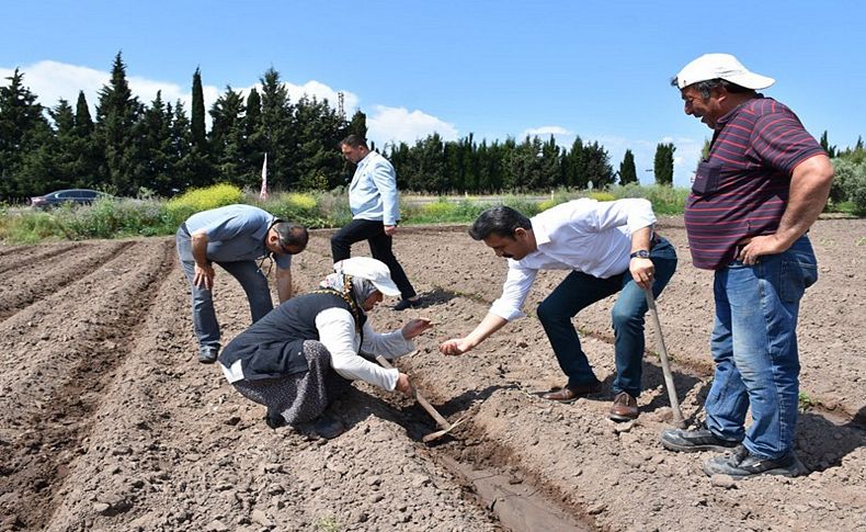 Başkan Kırgöz tarlaya girdi