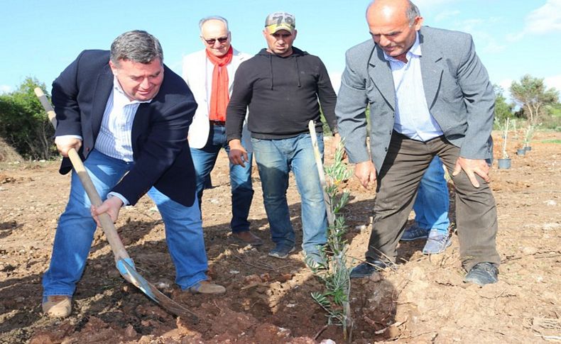 Çeşme'de Dünya Zeytin Günü etkinliği