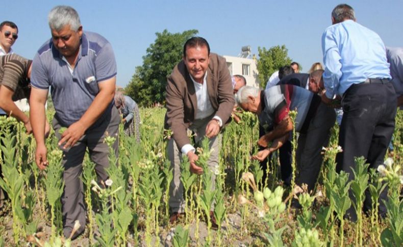 Başkan Soylu tütün kırdı