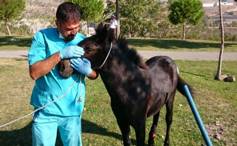 Bayraklı yavru yılkıya umut oldu