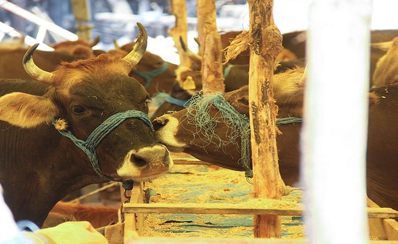 Bayram öncesi Buca Belediyesi’nden kaçak kesim uyarısı