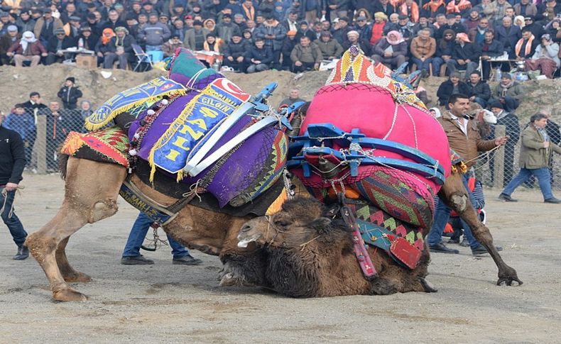 Bergama, Deve Güreşi Festivali'ne ev sahipliği yaptı