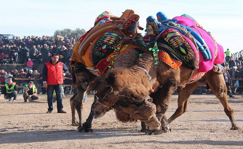 Bergama Deve Güreşi Festivali’ne hazırlanıyor