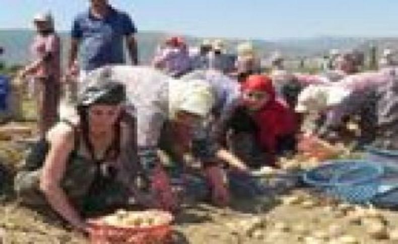 Beyazperde patates çiftçisinin sesine kulak verdi