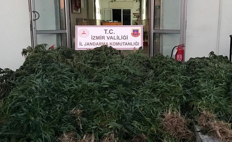 Beydağ'da uyuşturucu operasyonu