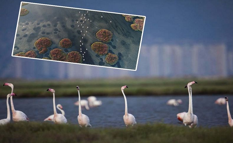 Bilim insanlarından İzmir'in Gediz Deltası için çağrı