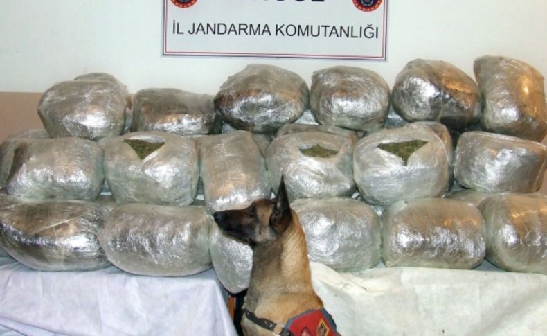 Bingöl'de 306 kilogram esrar ele geçirildi