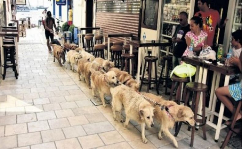 Bodrum’un ‘Golden Çetesi’