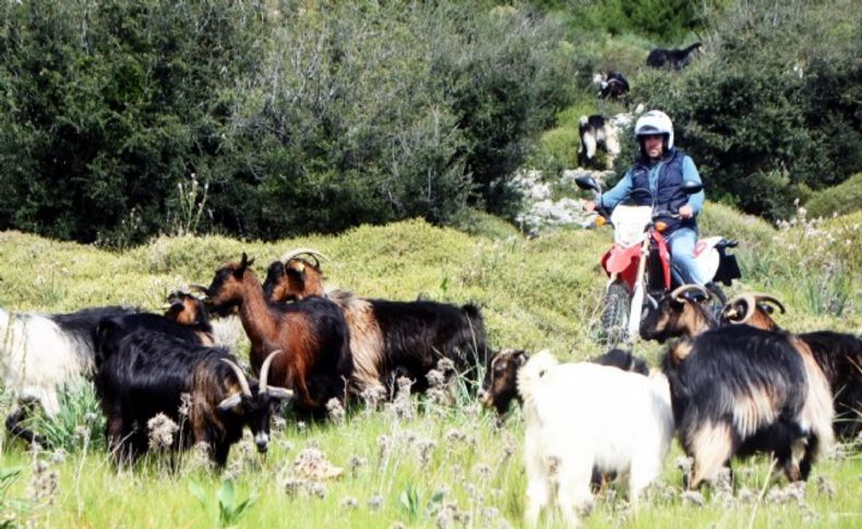 Çoban enduro tutkunu olunca...