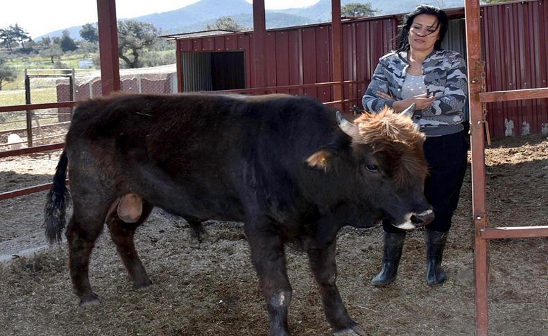 Boğa 'Moritos', kader ortağı Ferdinand'la aynı çiftlikte yaşayacak