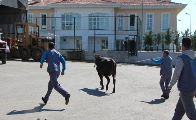 Boğa Yakalama Timi Işbaşinda