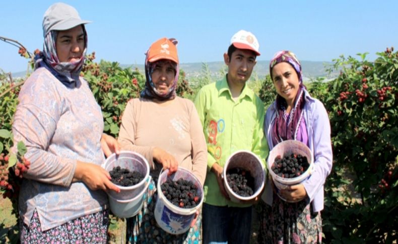 Böğürtlen üreticisi sezonu memnun kapattı