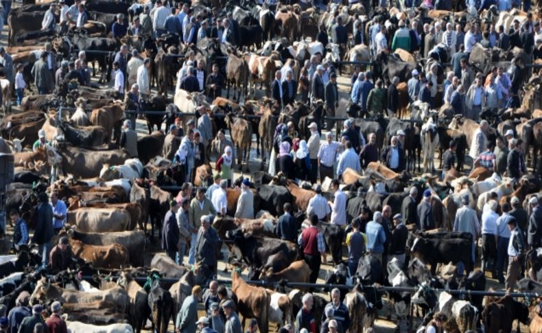 Bölgenin en büyük hayvan pazarı Erbaa'da açıldı