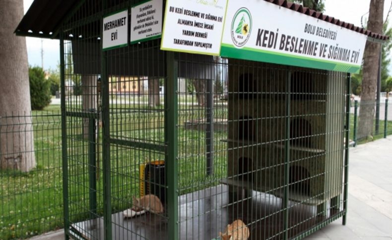 Bolu'da kediler için bir ev daha hizmete girdi
