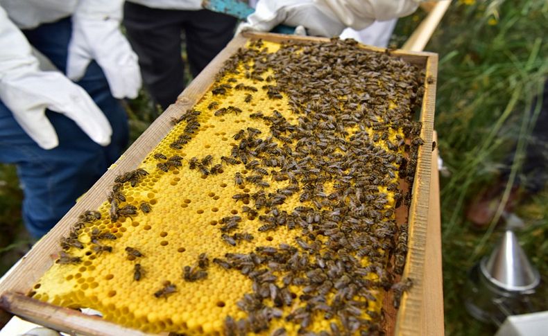 Bornova Belediyesinden yeni arıcılara tam destek