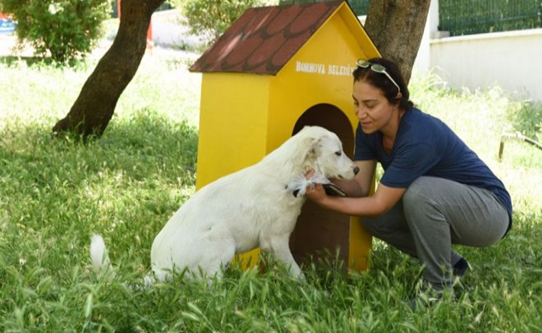 Bornova’da sokak köpeklerine serin yuva