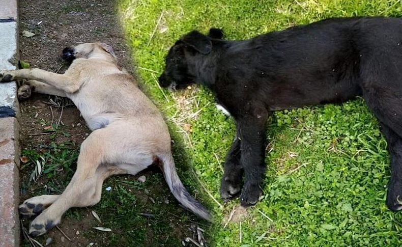 Bornova’da yavru köpekleri zehirlediler