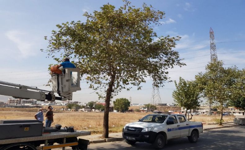 Bornova'da zabıtalardan kedi operasyonu