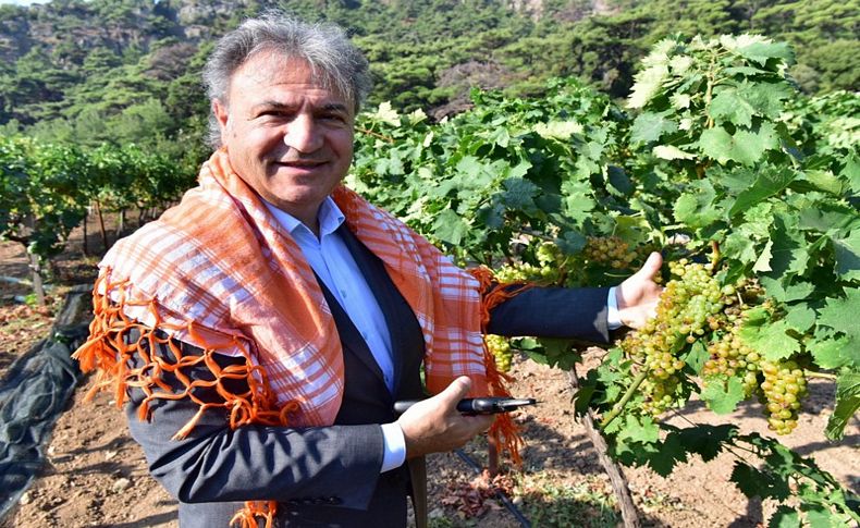 Bornova Misketi için yeni bağ oluşturuluyor