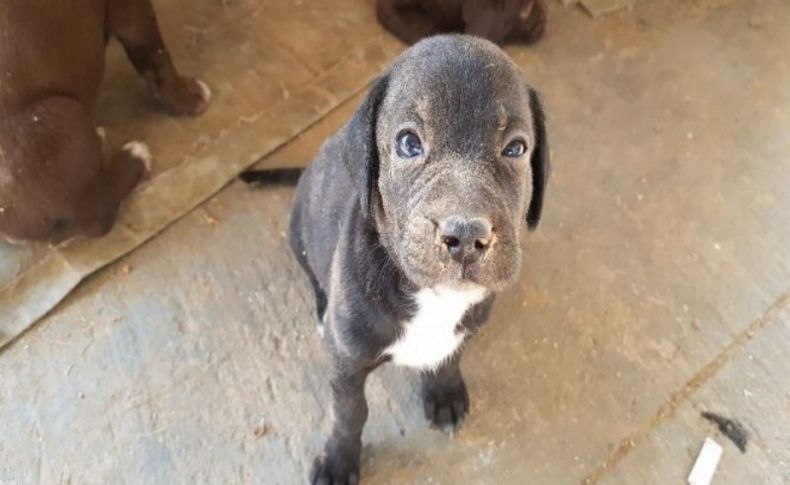 Boru içine sıkışan yavru köpek kurtarıldı