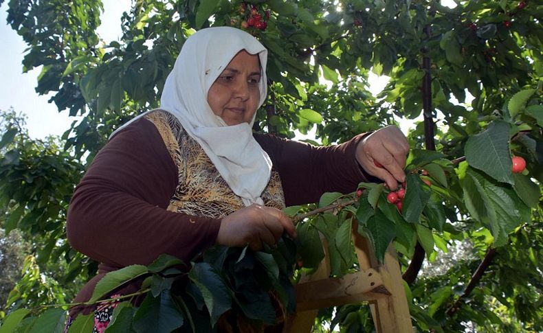 Bu yıl kirazın tadı yok