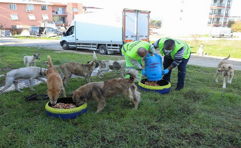 Buca Belediyesi kırsaldaki can dostlarına kucak açtı