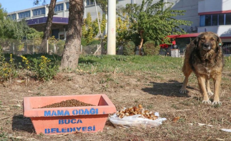 Buca Belediyesi’nden can dostlara pandemide mama önlemi