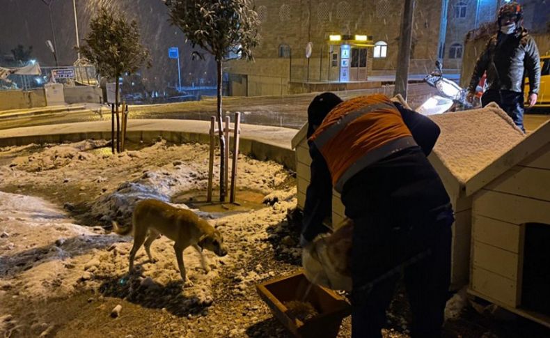 Buca'da can dostlar için kar seferberliği