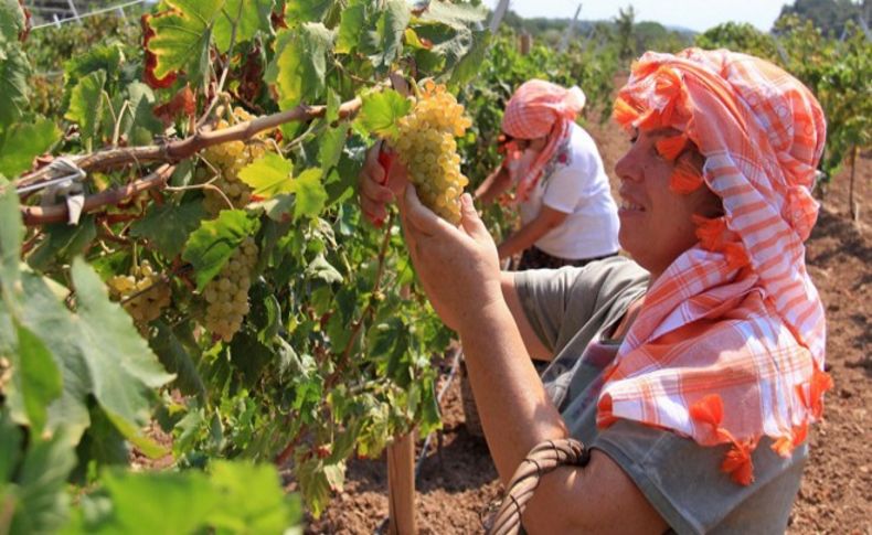 Buca’da ilk hasat heyecanı