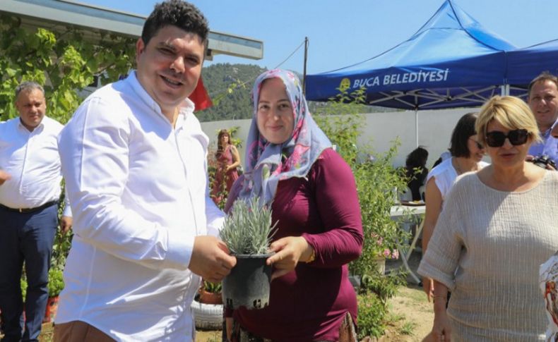 Buca'da lavantalar hasada hazır