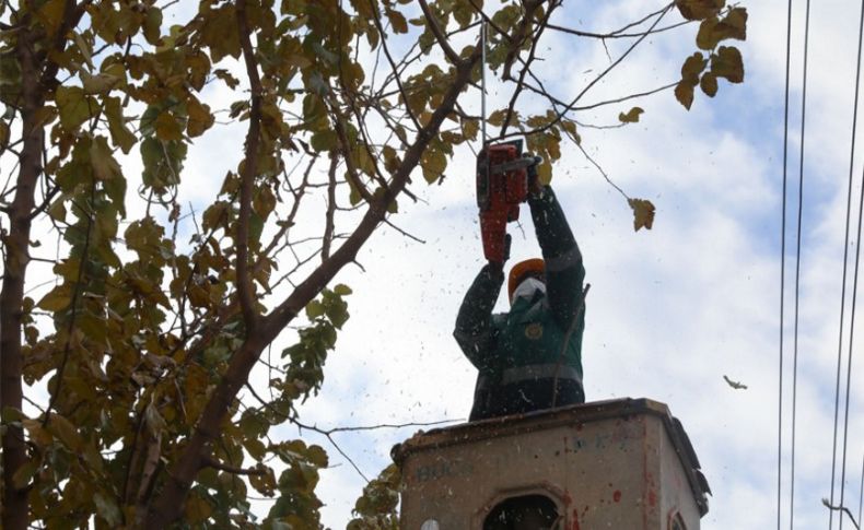 Buca’nın ağaçlarına kışlık önlem