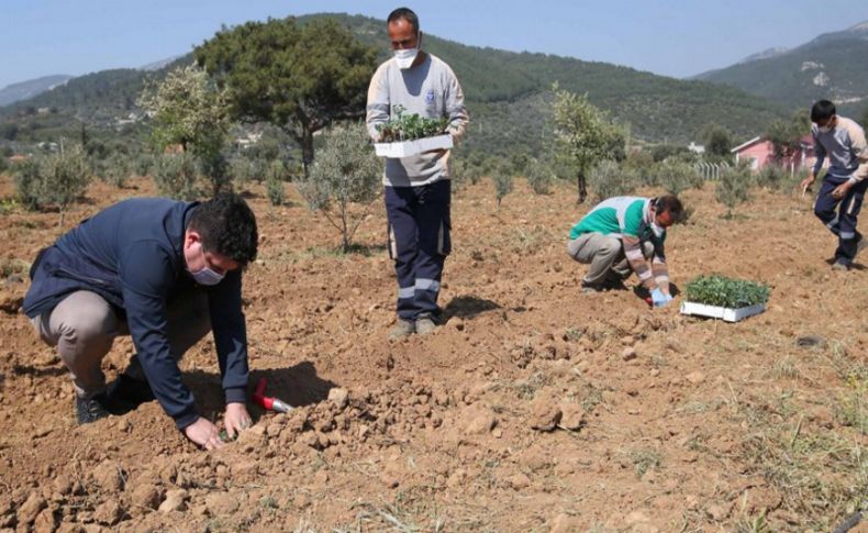 Buca’nın Tarımsal Kalkınma Projesi filizlendi