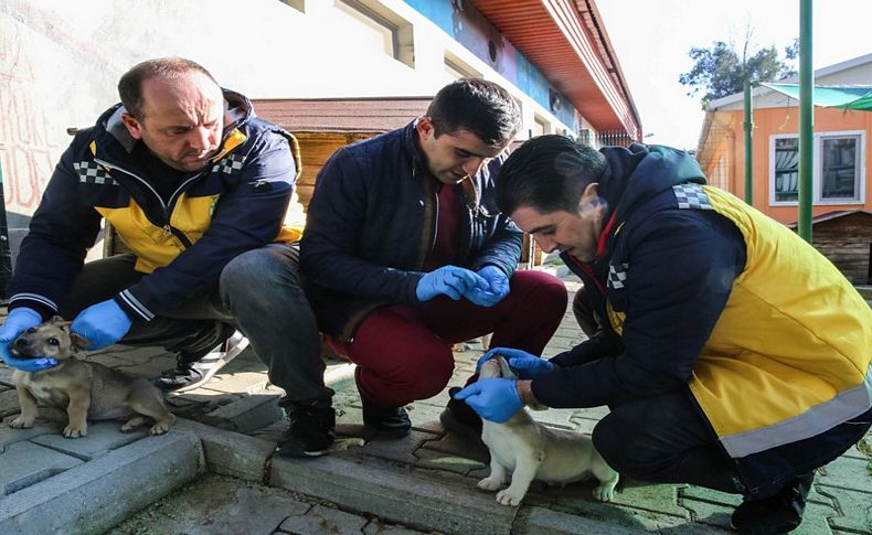 Buca veterinerliğinden uyuza karşı mücadele