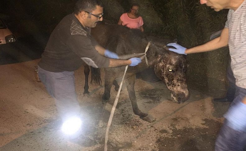 Buca zabıtasından gebe ata hayati müdahale