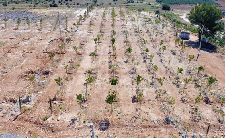 Bulgurca’da fidanlar toprakla buluştu