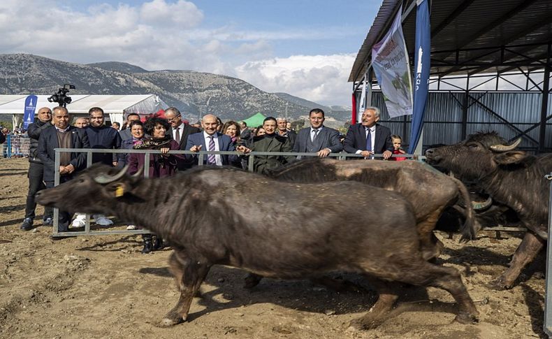 Büyükşehir’den manda yetiştiriciliğine destek